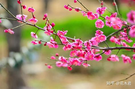 代表女性的花|最能代表女人的4种花，千姿百态，哪种最符合你？